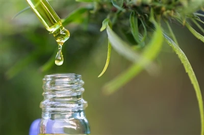 CBD vs. THC: tutto ciò che devi sapere
